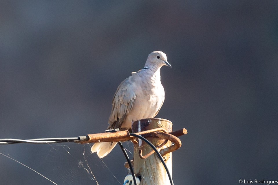 Eurasian Collared-Dove - Luis Rodrigues