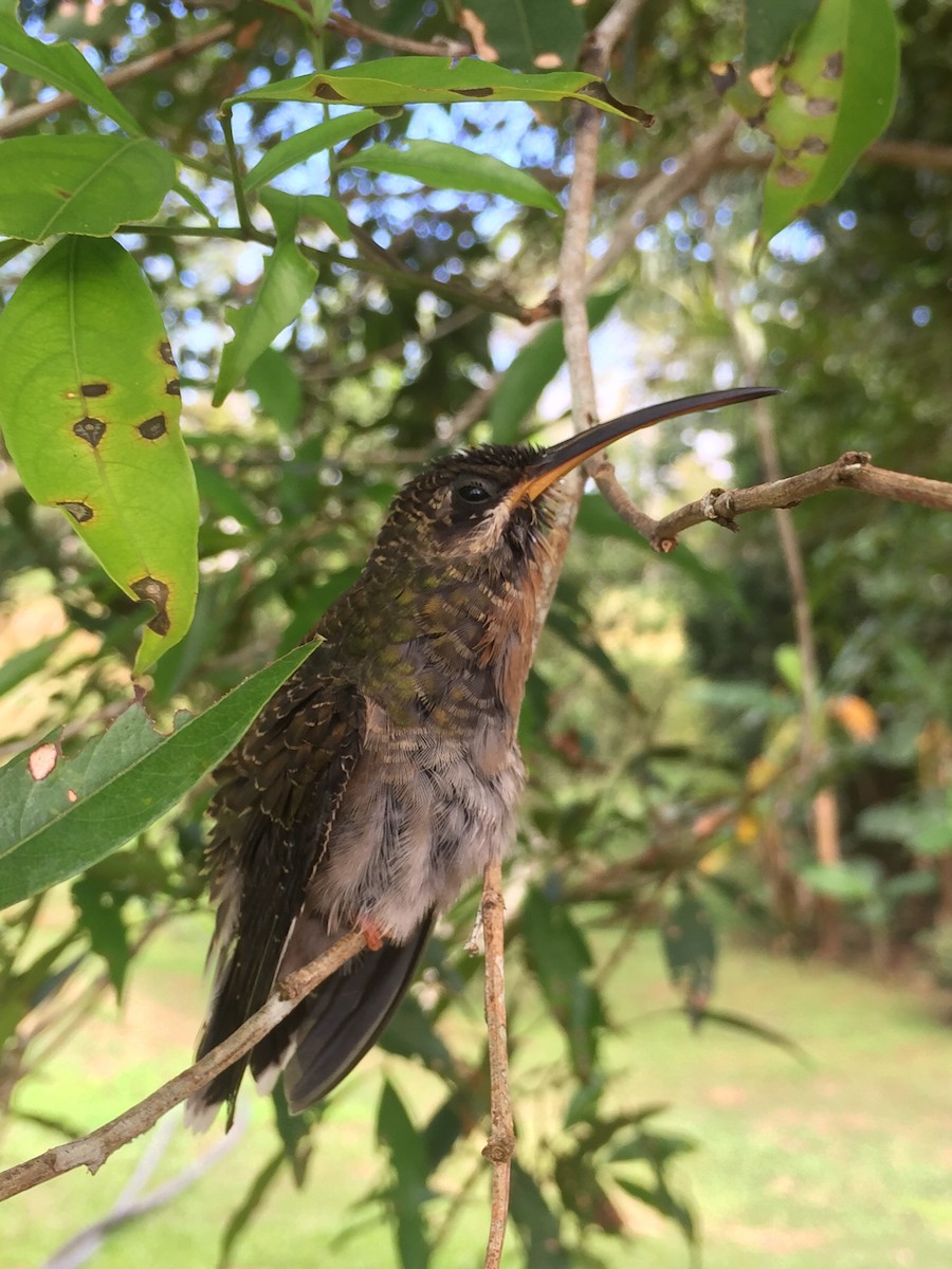 Rufous-breasted Hermit - ML110031421