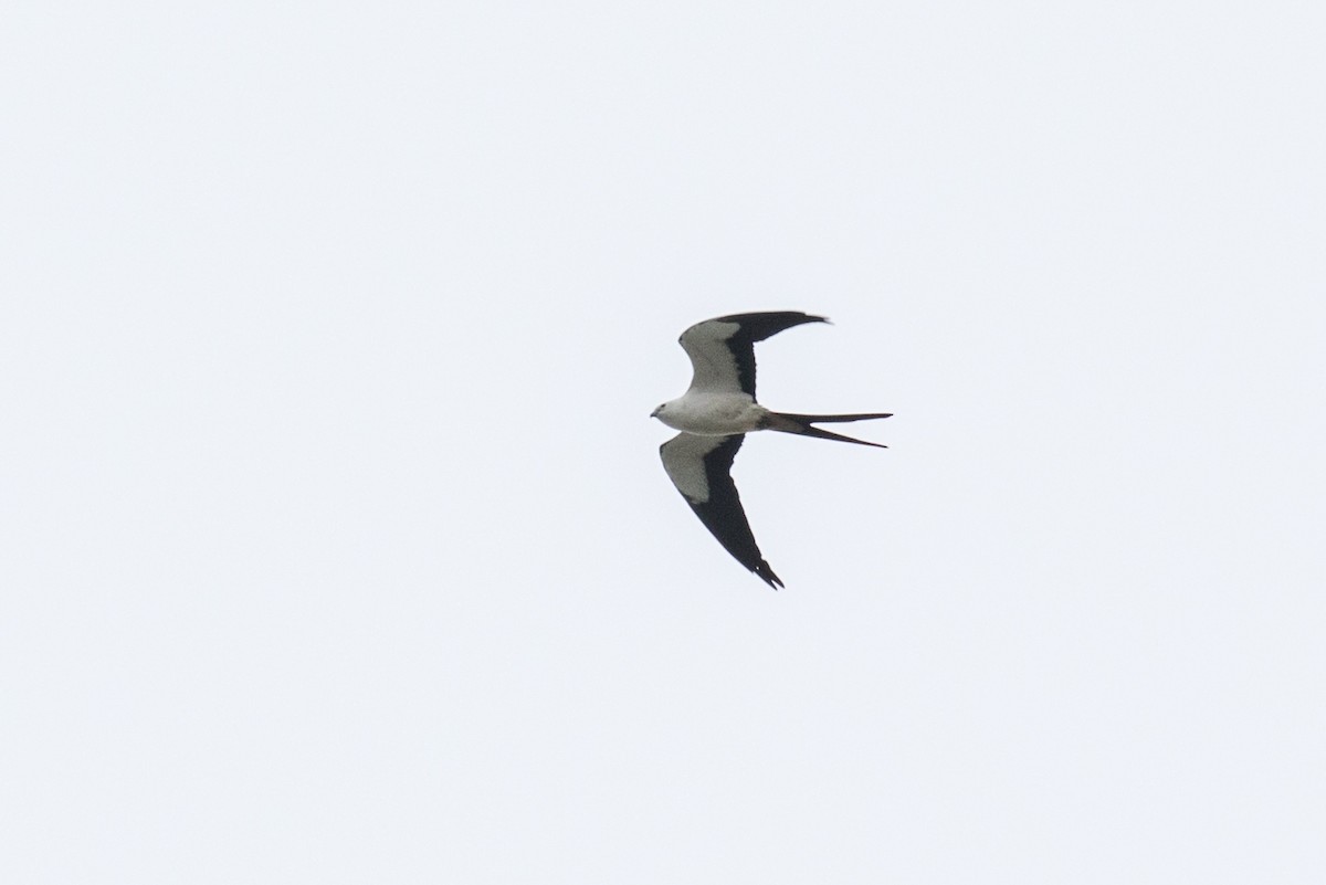 Swallow-tailed Kite - Tom Feild