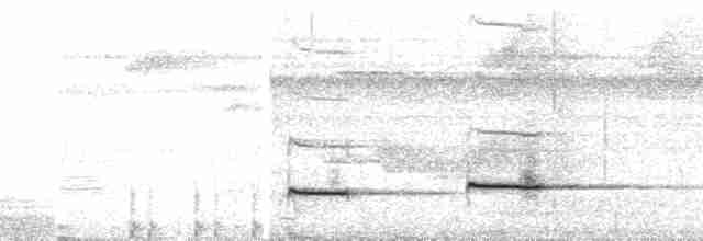 Pullu Çıtkuşu [marginatus grubu] - ML110034