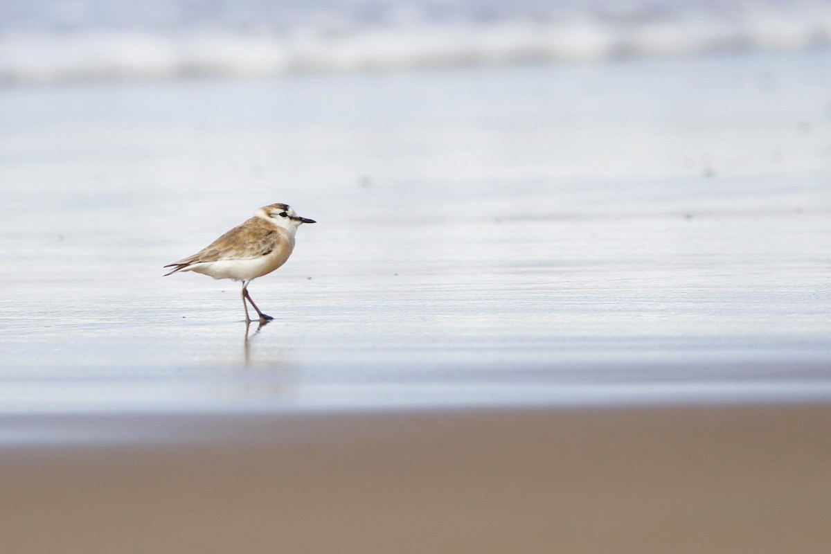 White-fronted Plover - ML110035381