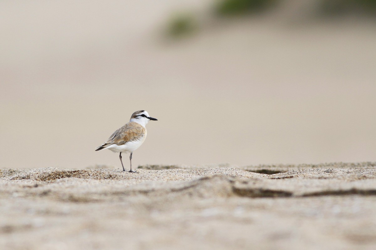 White-fronted Plover - ML110035541