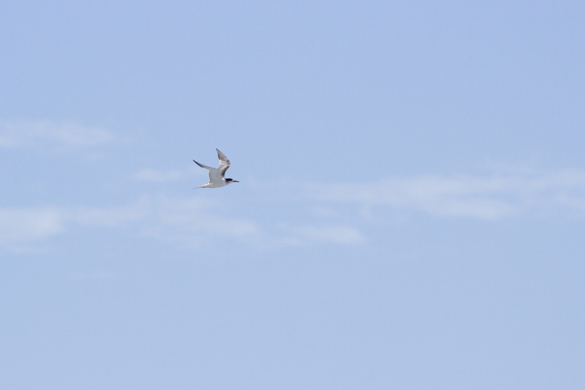 Great Crested Tern - ML110035781