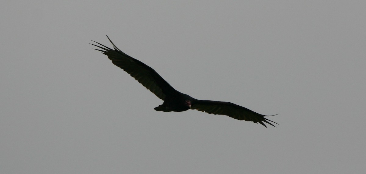 Turkey Vulture - ML110038191