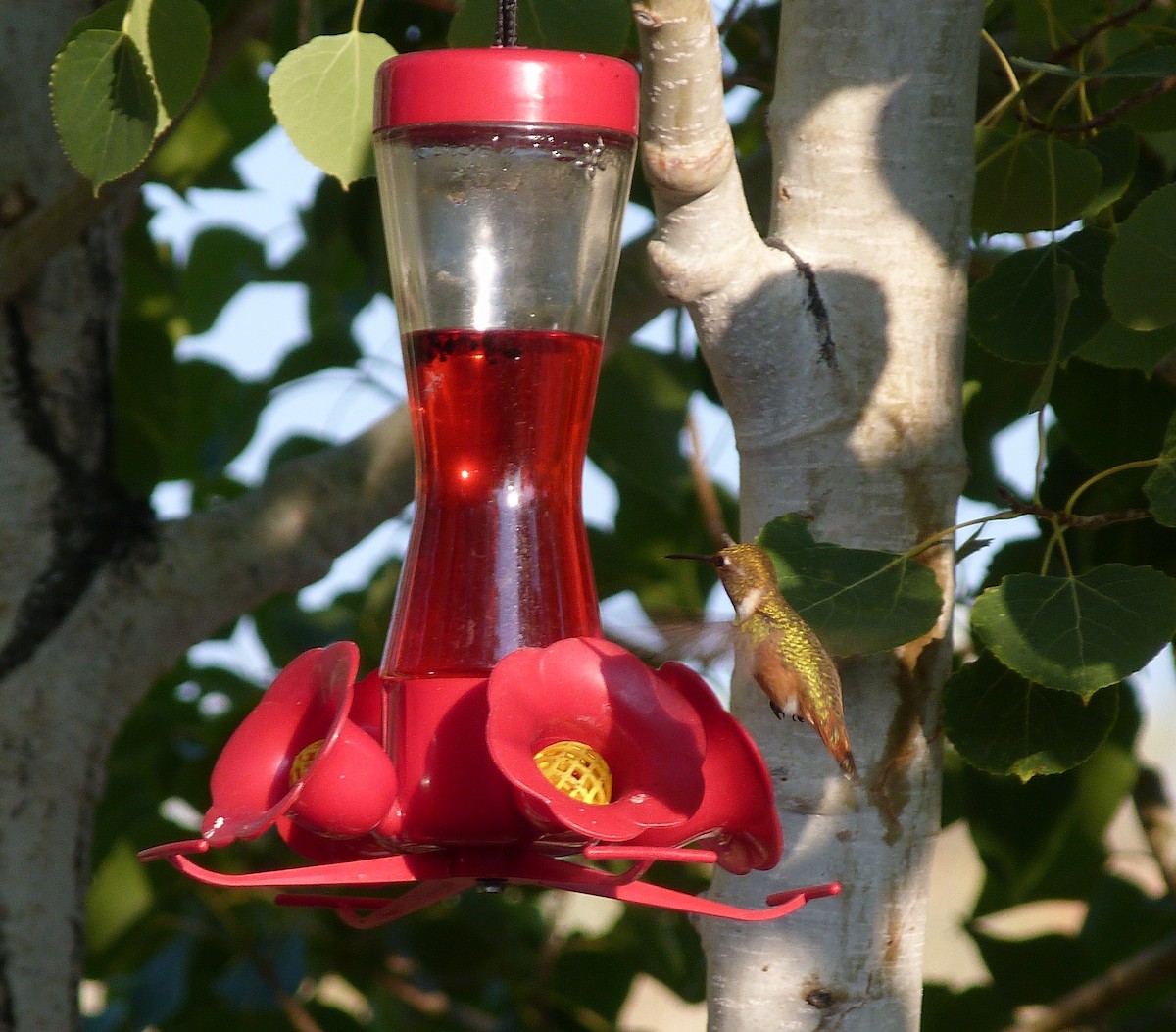 Rufous Hummingbird - ML110039521