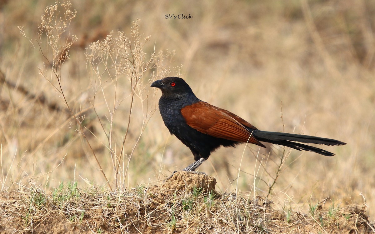 Greater Coucal - ML110039791