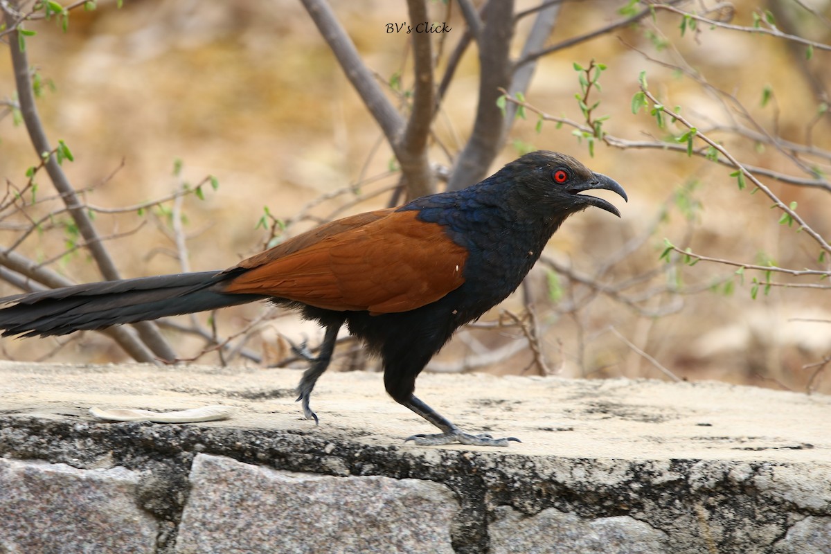 Greater Coucal - Bhaarat Vyas