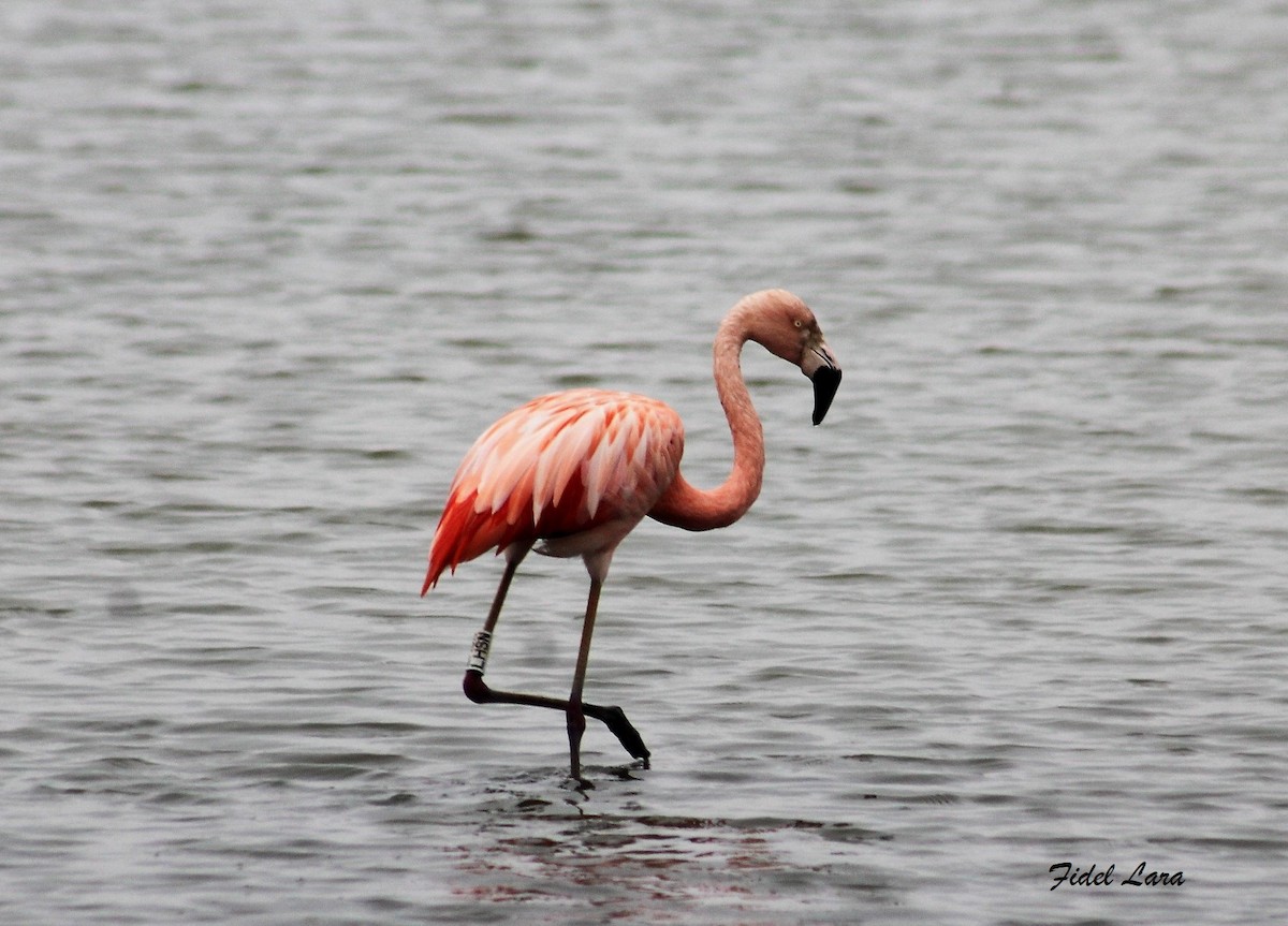 Chilean Flamingo - Fidel Lara Valdés