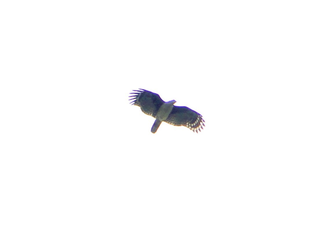 Gray-headed Kite - ML110042491