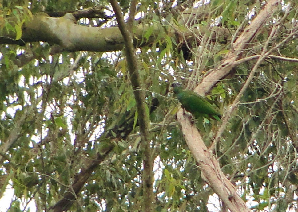 Scaly-headed Parrot - ML110043011