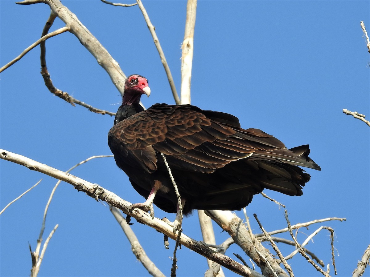 Turkey Vulture - ML110044691