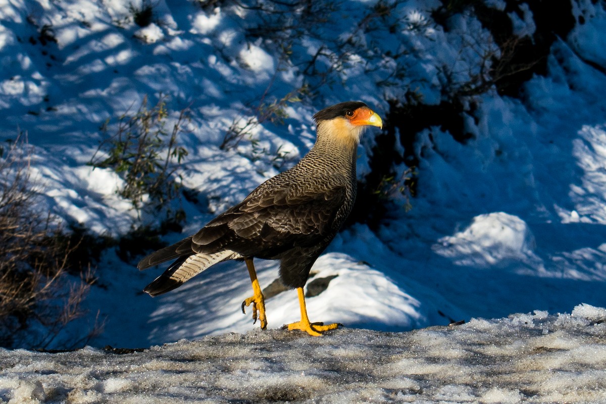 Crested Caracara (Southern) - ML110054611