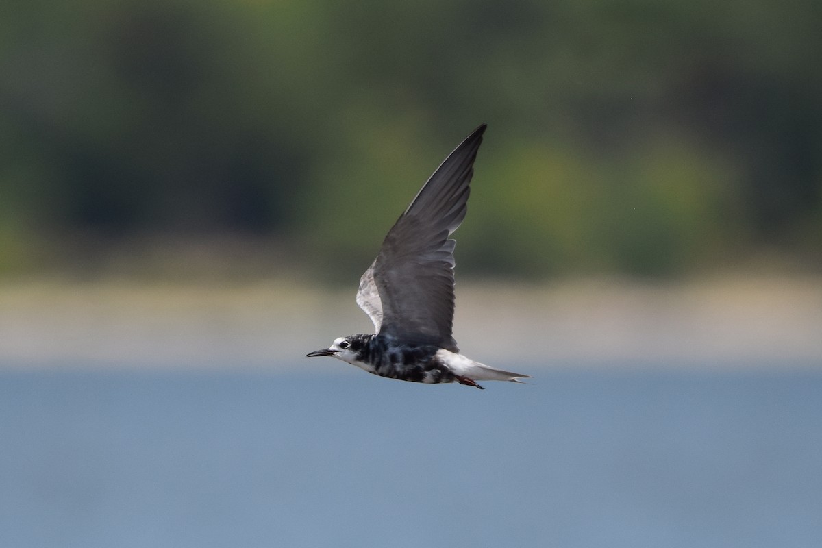 Black Tern - Matt Longabaugh
