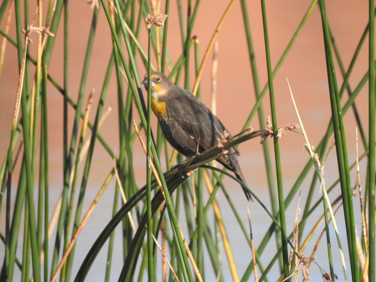 Yellow-headed Blackbird - ML110061251