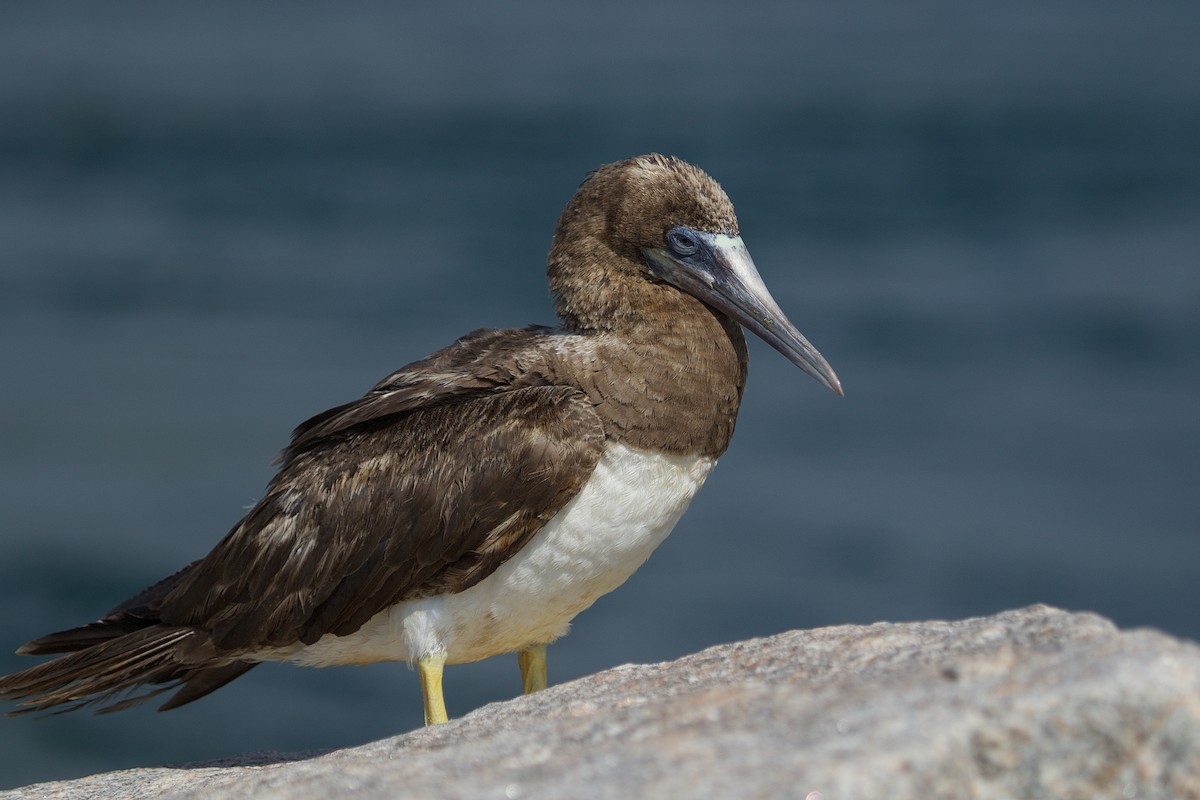 Brown Booby - ML110064211