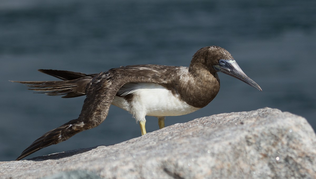 Brown Booby - ML110064271