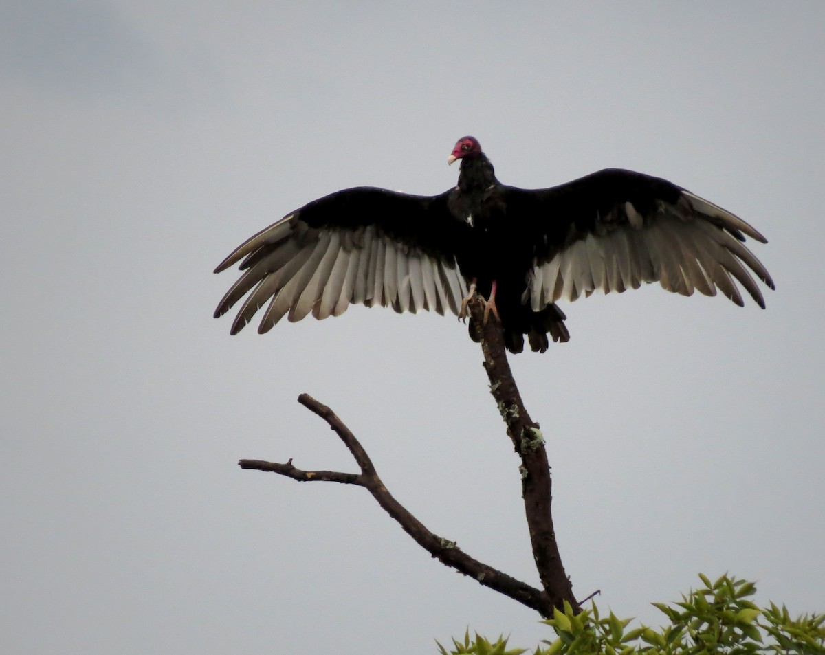 Turkey Vulture - Michael S Taylor