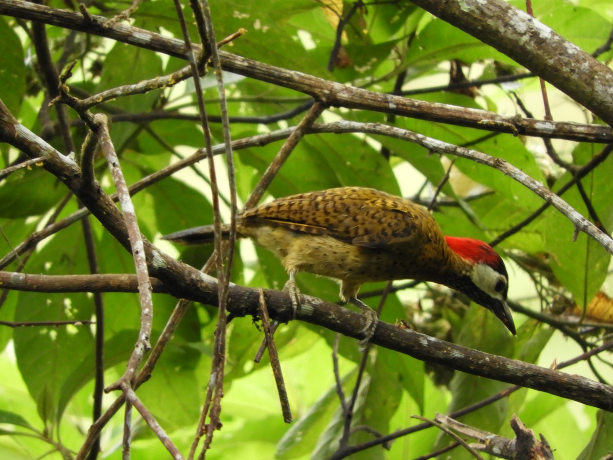 Spot-breasted Woodpecker - ML110074821