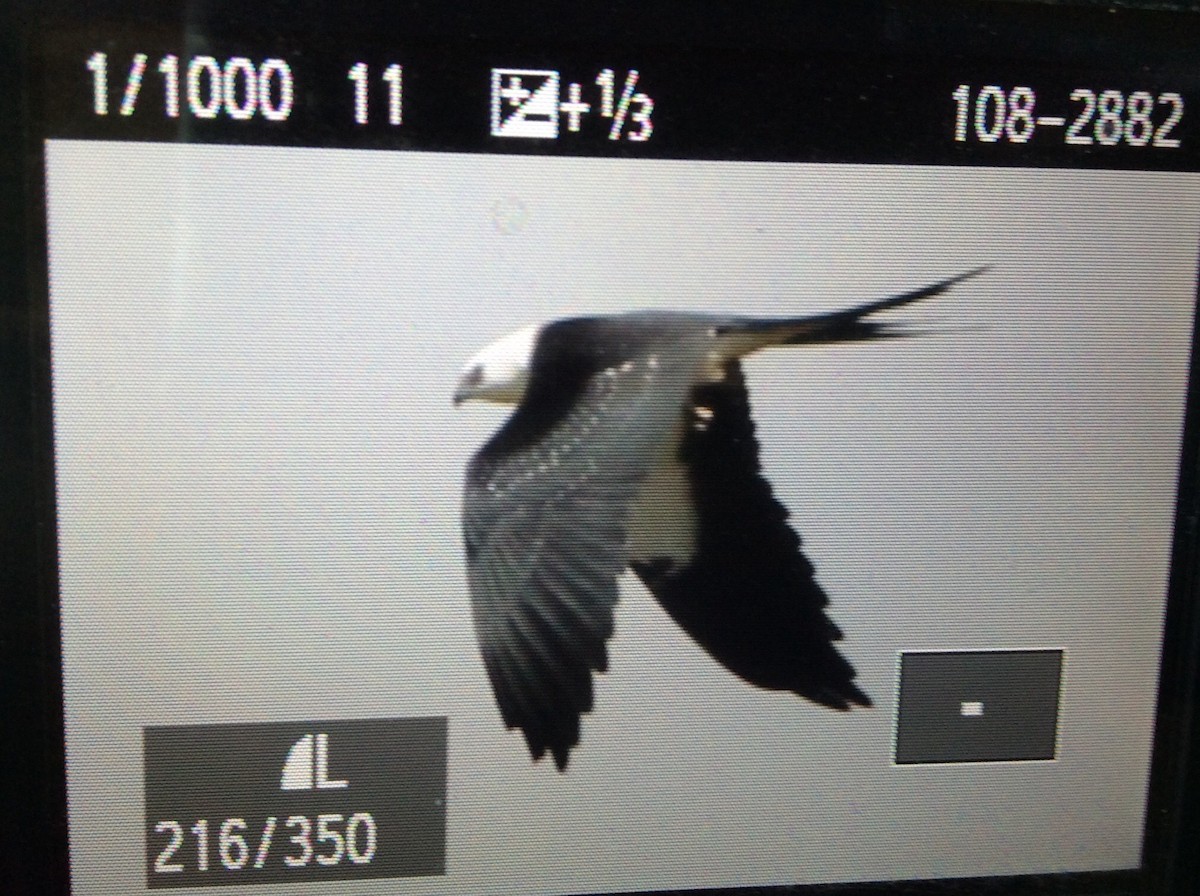 Swallow-tailed Kite - Tripp Davenport
