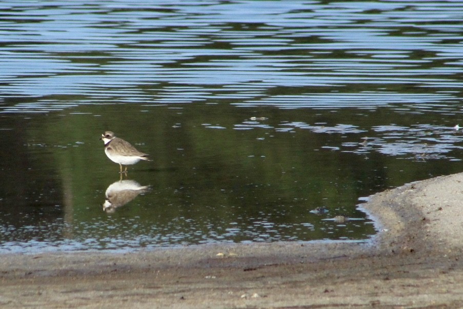 Semipalmated Plover - ML110081161