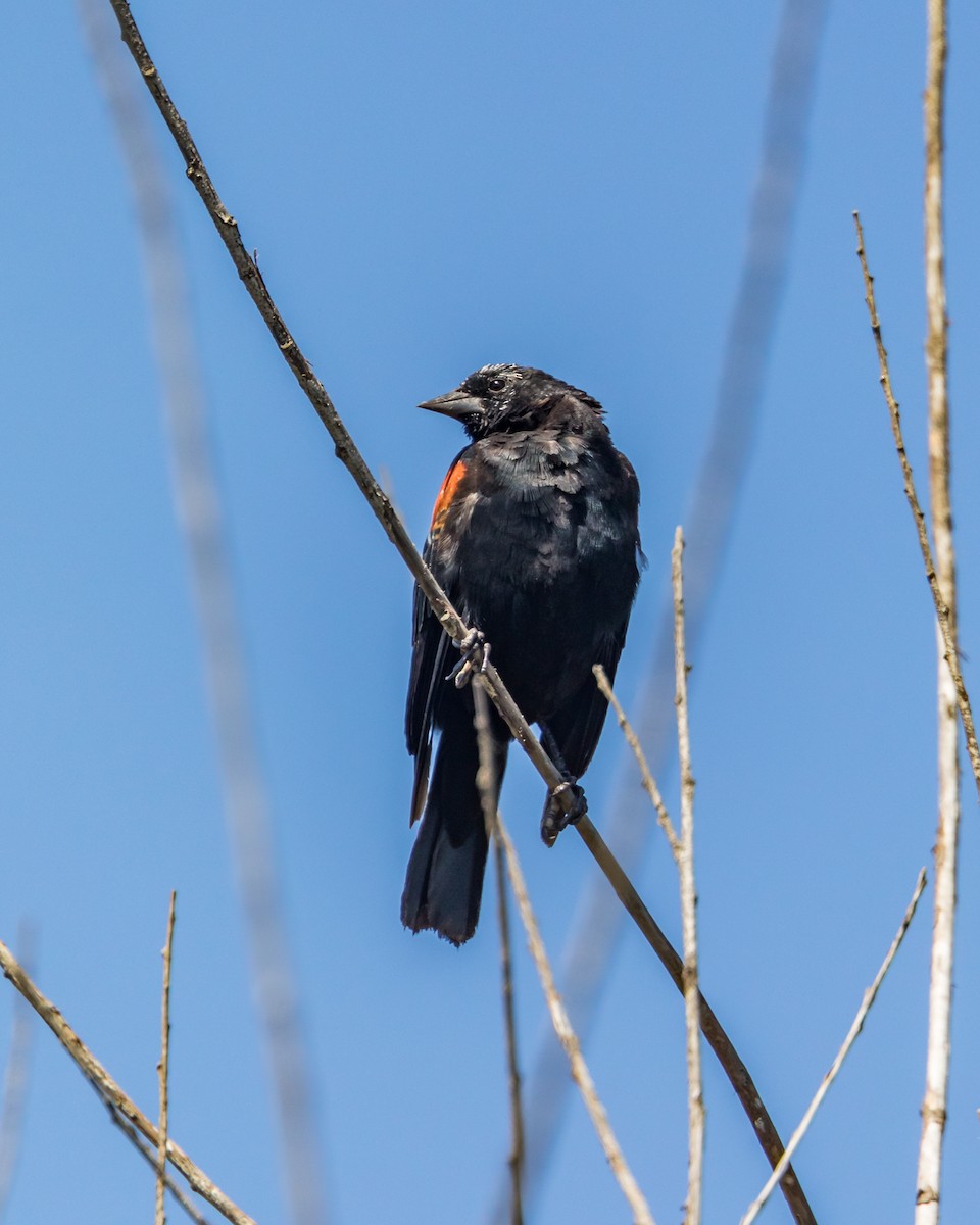 Red-winged/Tricolored Blackbird - ML110081301
