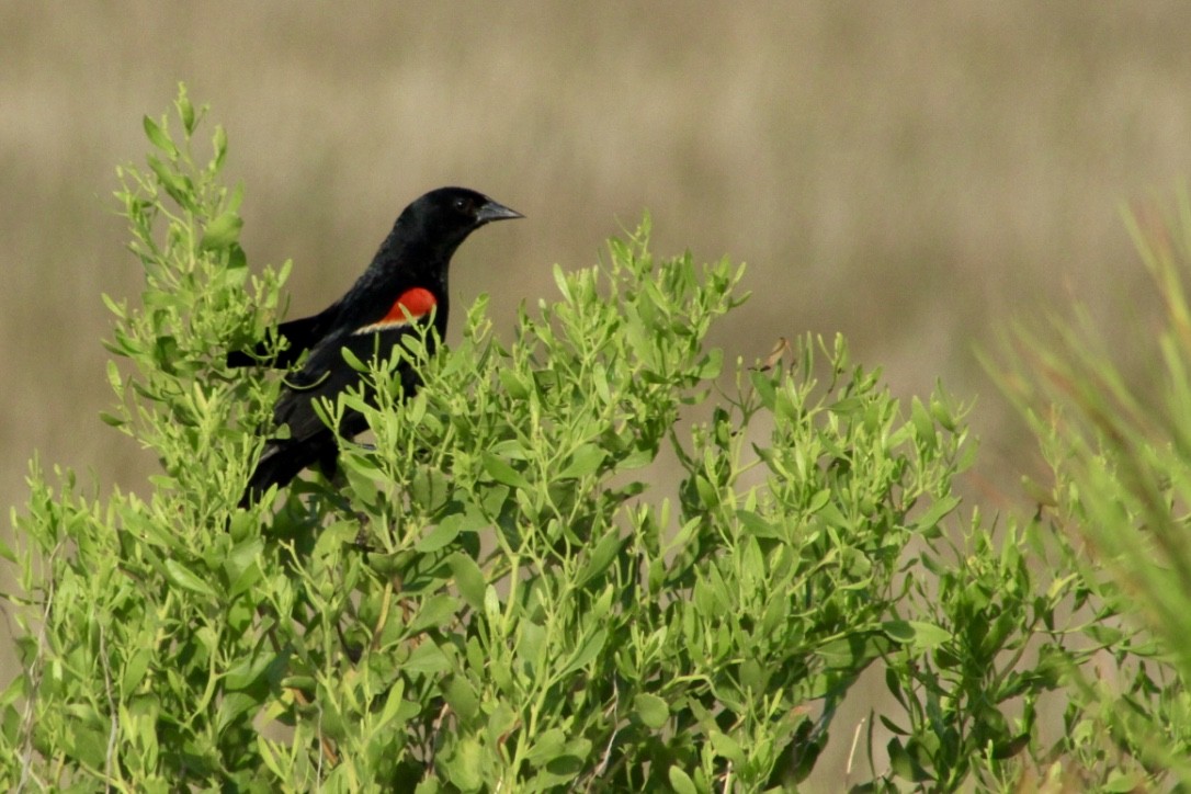 Red-winged Blackbird - ML110081321