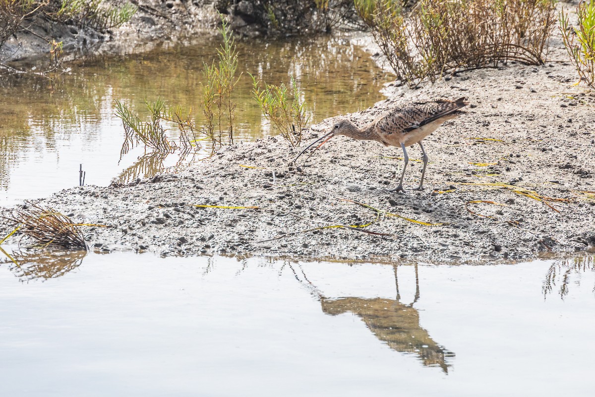Long-billed Curlew - ML110083601