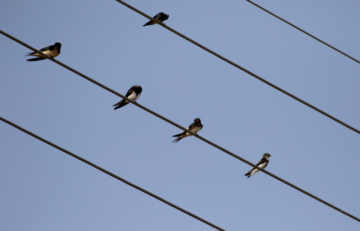 Barn Swallow (White-bellied) - ML110085501