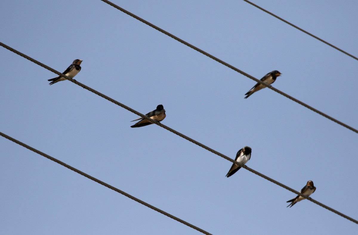 Barn Swallow (White-bellied) - ML110085521