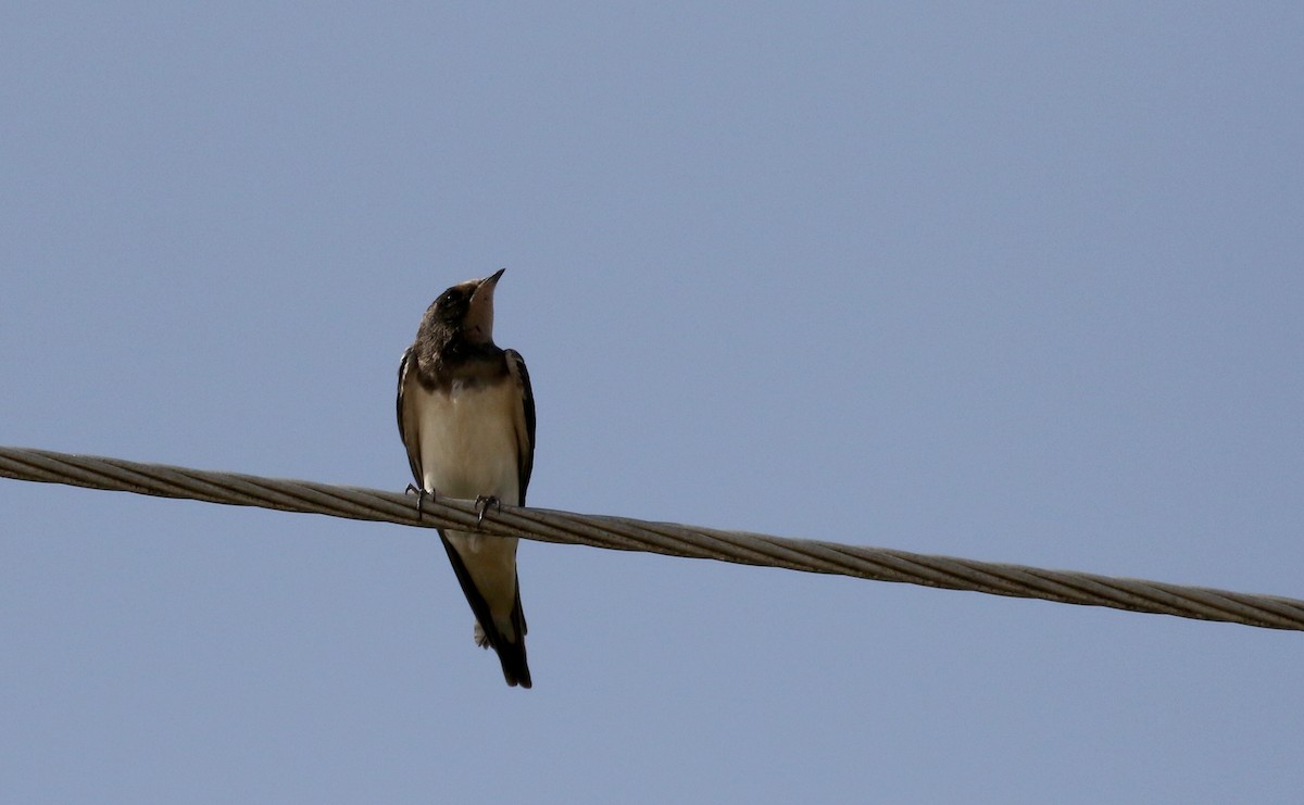 Barn Swallow (White-bellied) - ML110085551