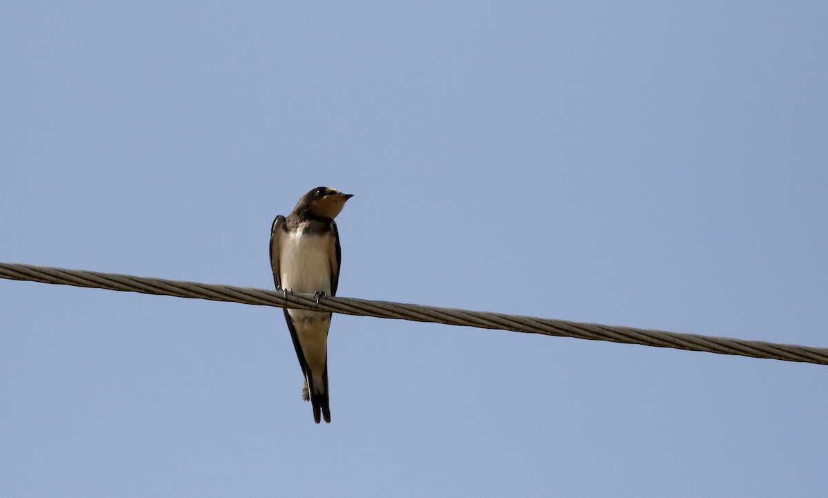 Barn Swallow (White-bellied) - ML110085561