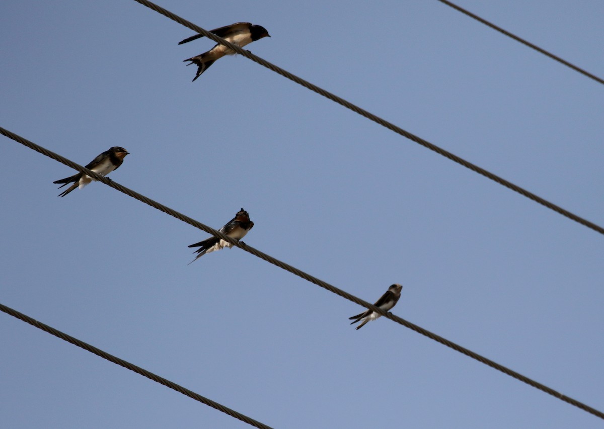 Barn Swallow (White-bellied) - ML110085591