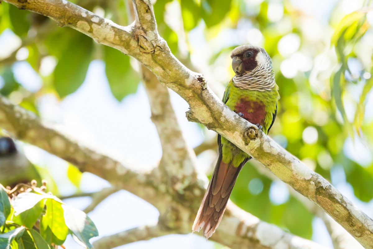 Gray-breasted Parakeet - Claudia Brasileiro