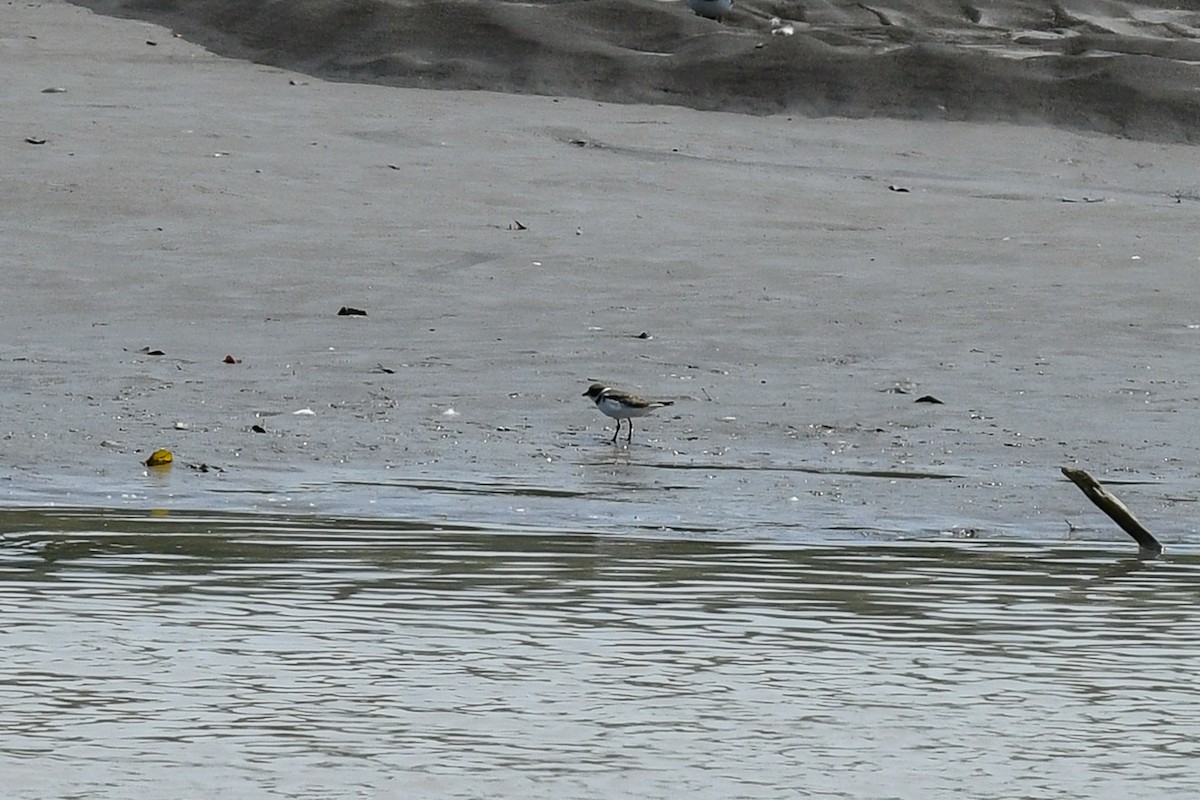 Semipalmated Plover - ML110088431