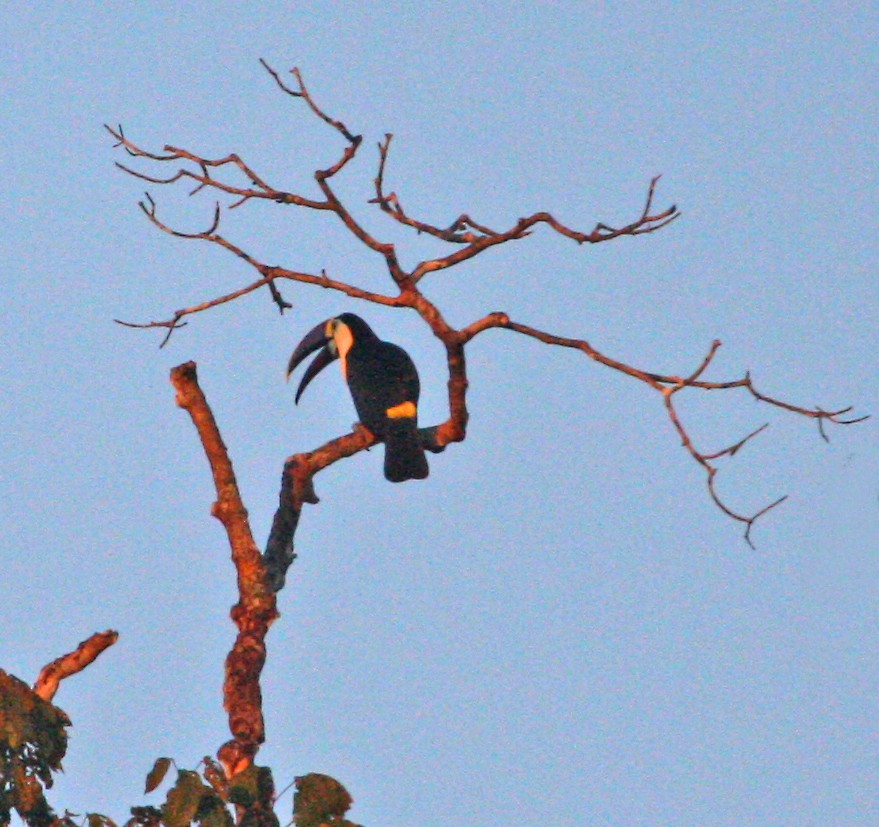 White-throated Toucan - Jay Gilliam