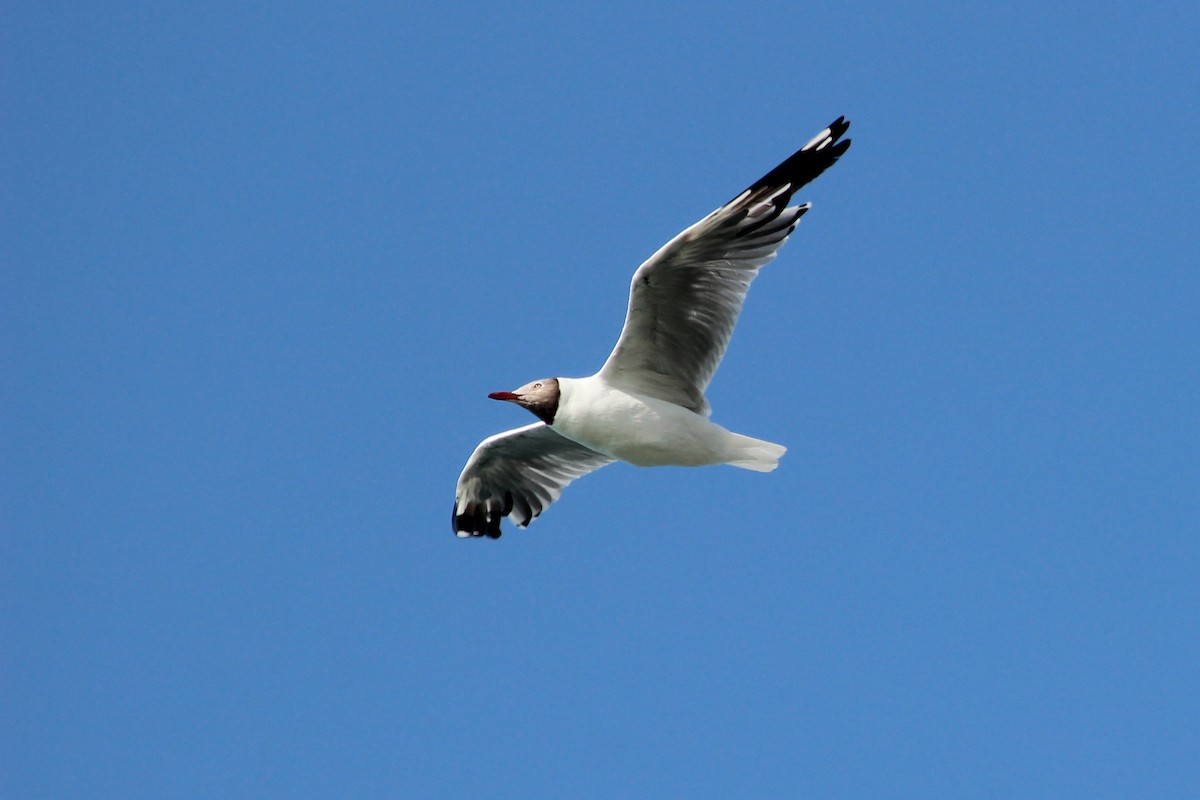 Brown-headed Gull - Kevin Cheng