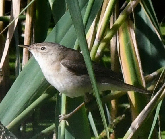 Common Reed Warbler - marcel finlay