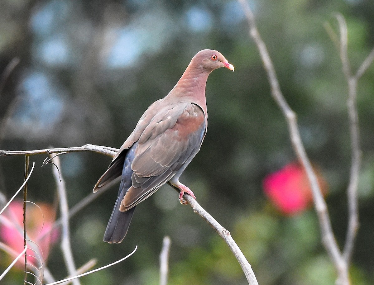 Red-billed Pigeon - Mauricio López