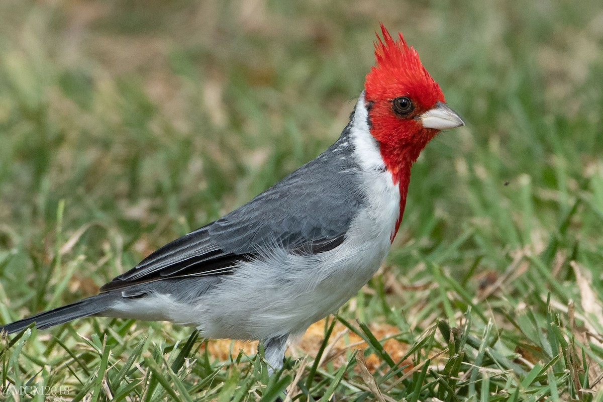Red-crested Cardinal - Mary Catherine Miguez