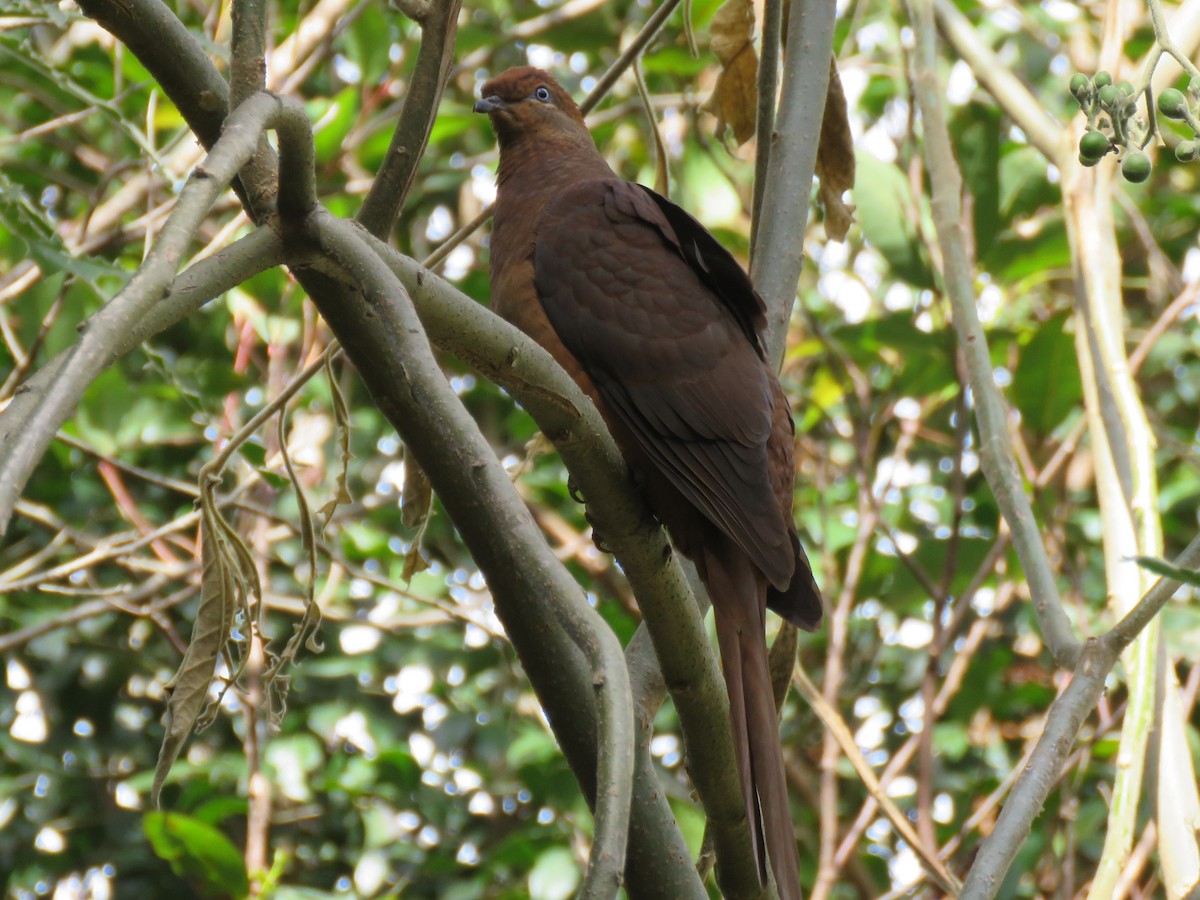 Brown Cuckoo-Dove - ML110102311