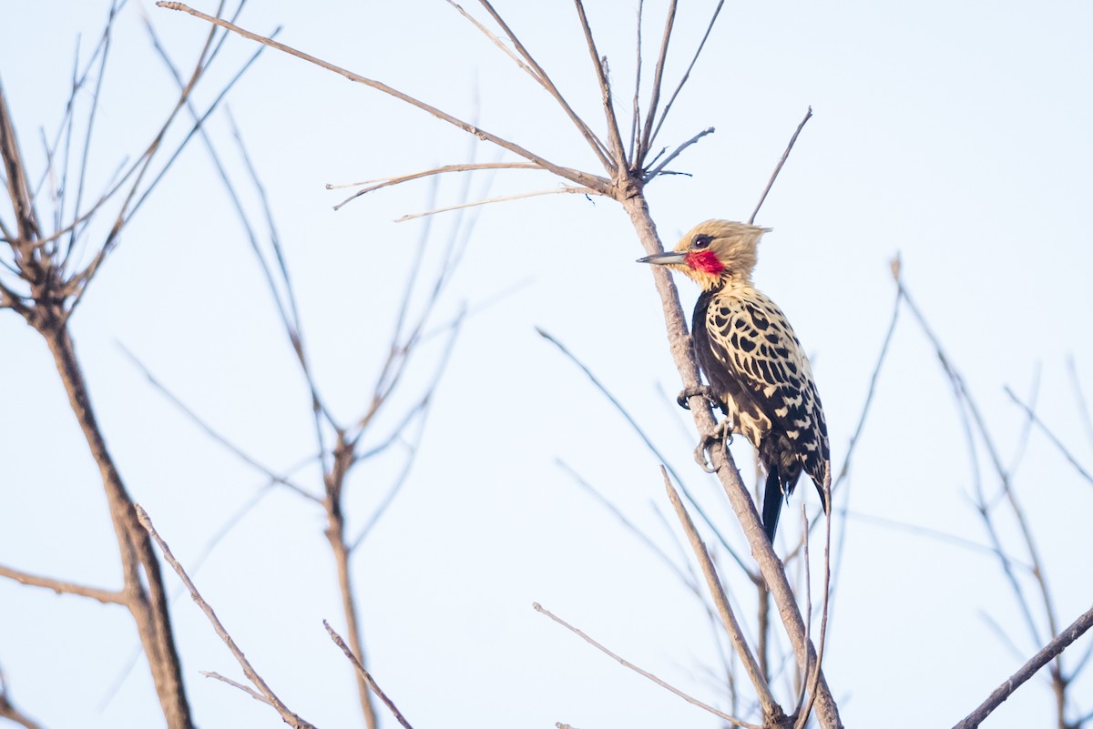 Ochre-backed Woodpecker - ML110102541