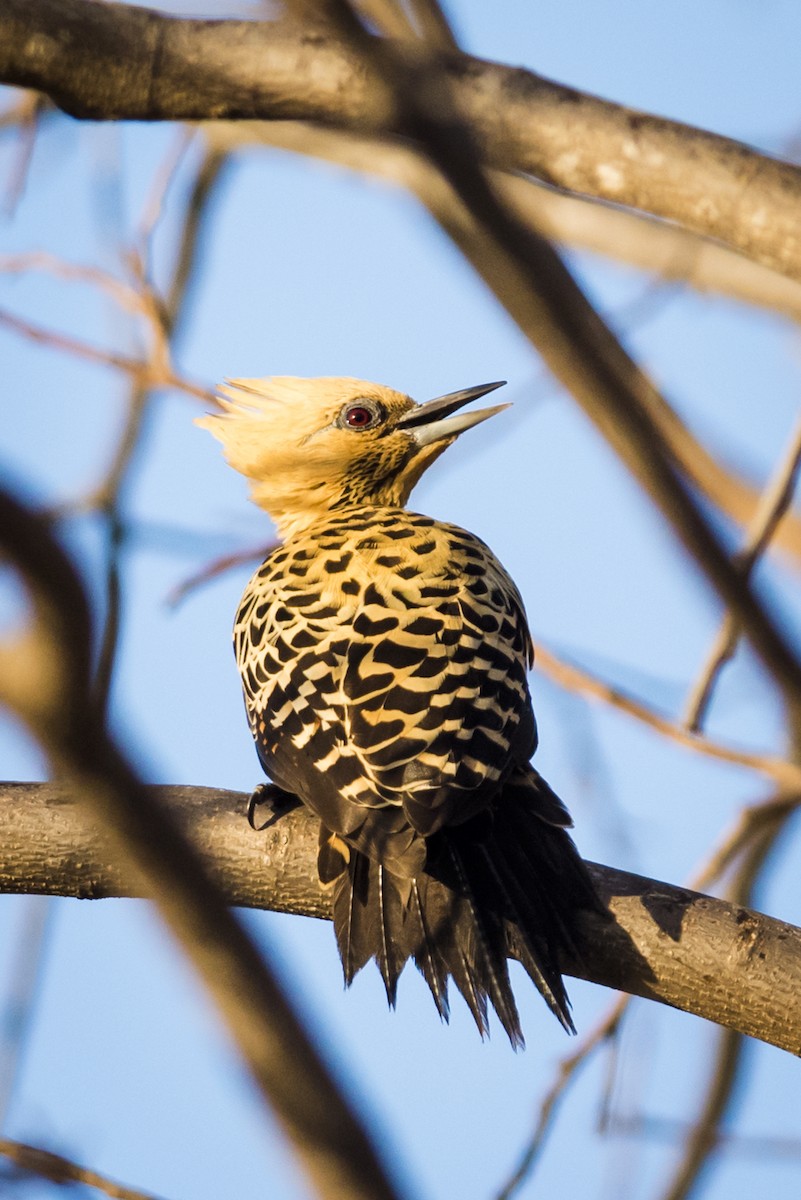 Ochre-backed Woodpecker - Claudia Brasileiro