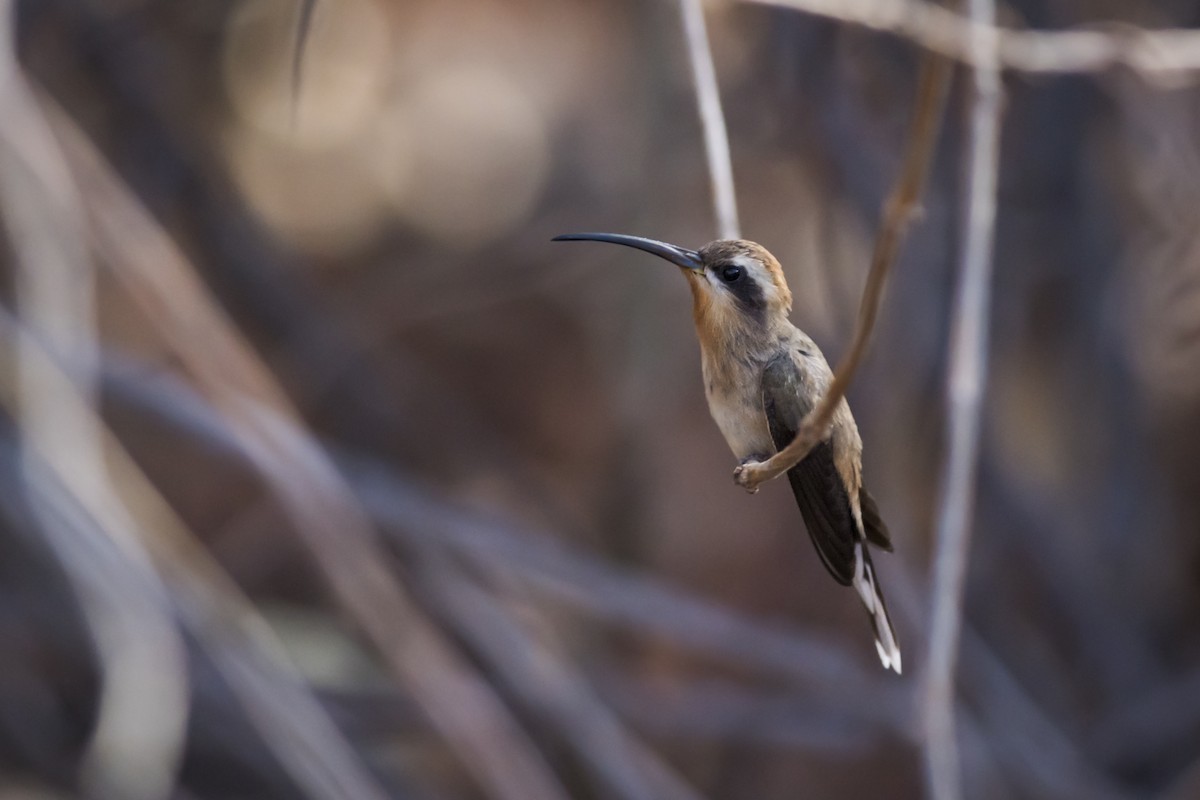 Broad-tipped Hermit - ML110102701