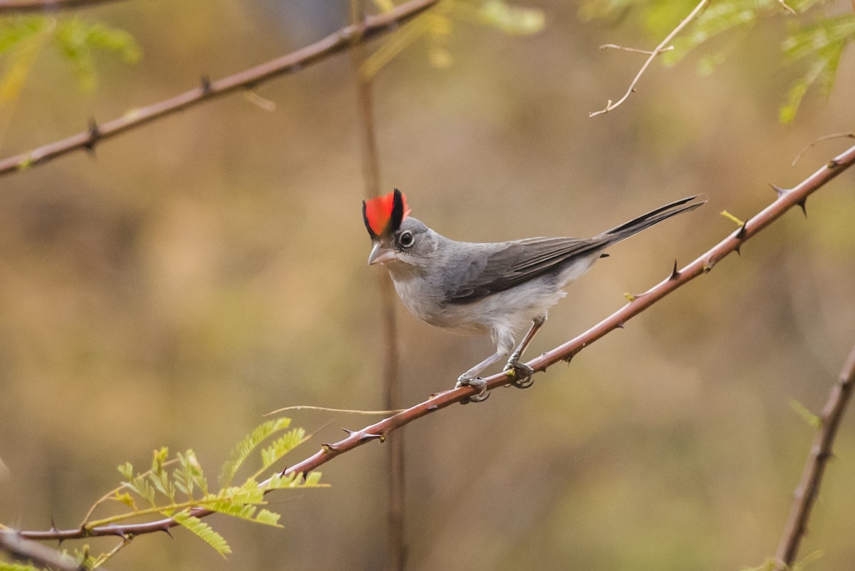 Pileated Finch - ML110102751
