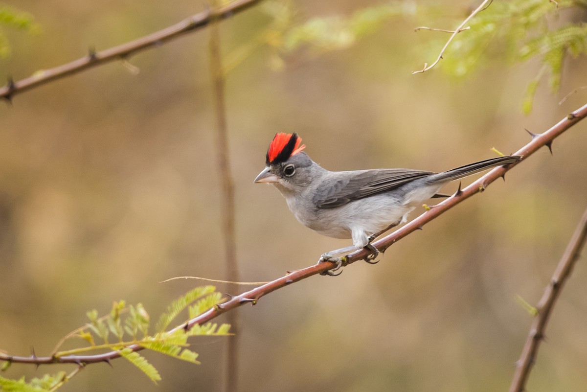 Pileated Finch - ML110102781