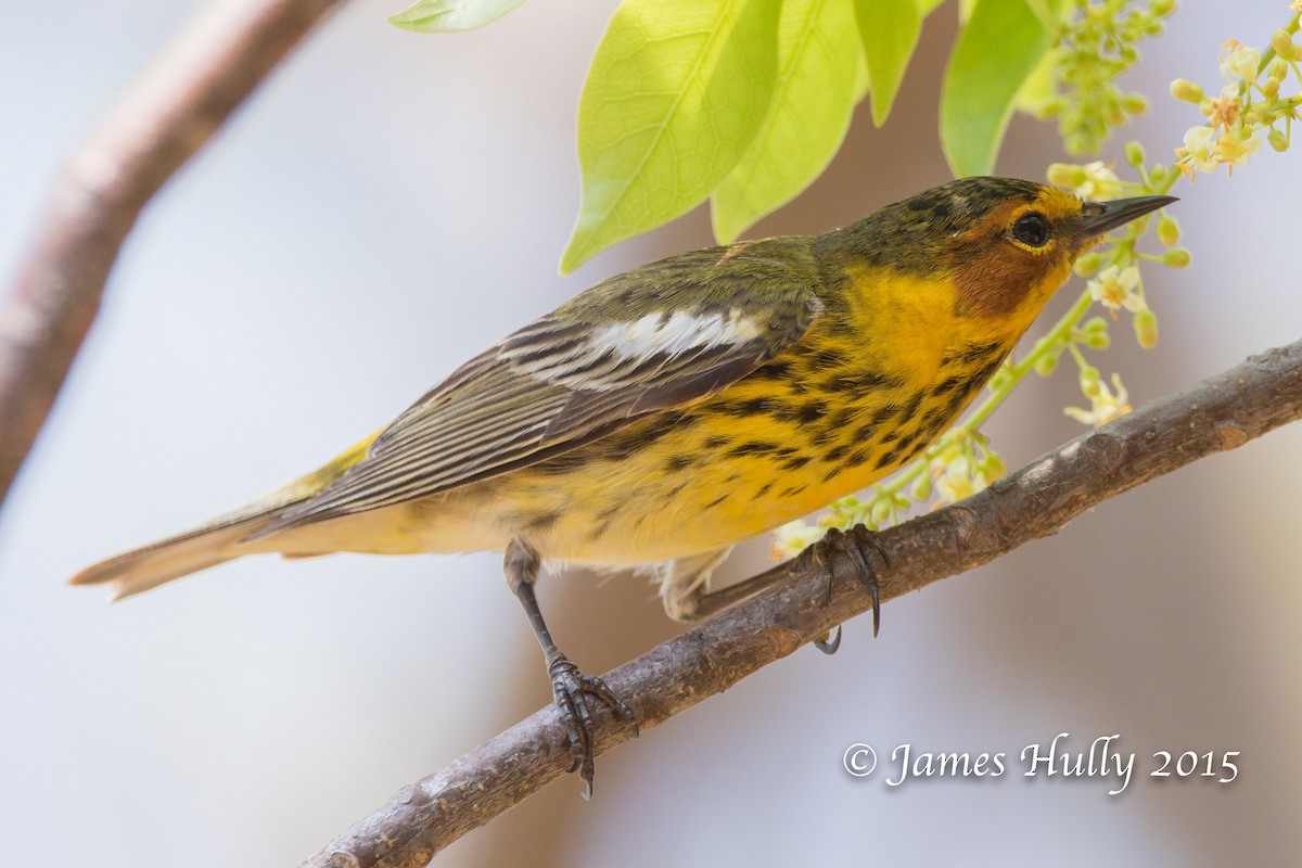 Cape May Warbler - ML110103801