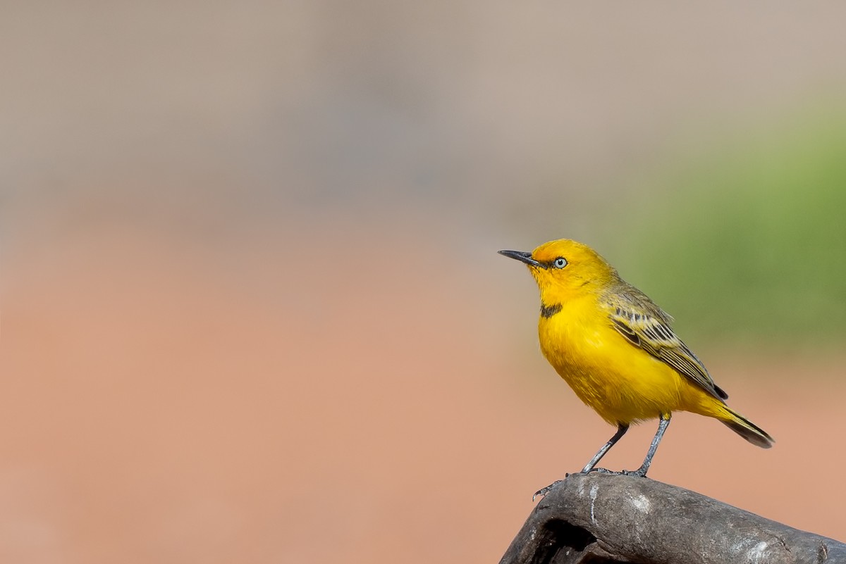 Yellow Chat - Barry Deacon