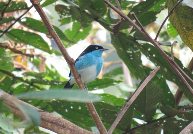 Systematics - Black-faced Dacnis - Dacnis lineata - Birds of the World