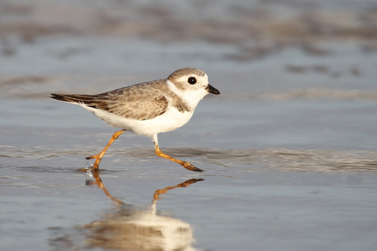 Piping Plover - ML110109961