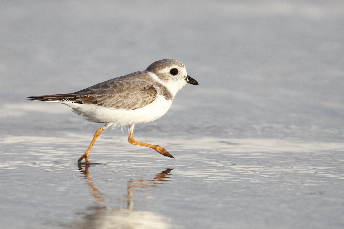 Piping Plover - ML110109981